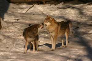 Wolves loving